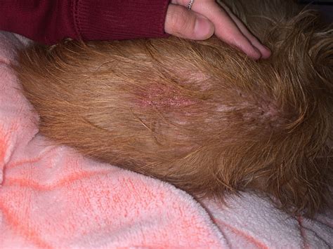 My Dog Has A Rash On Her Back That Just Appears Within The Last Hour