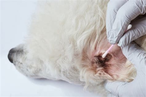 Dog Ear Mites Vs Yeast Infection The Difference And Best Treatments
