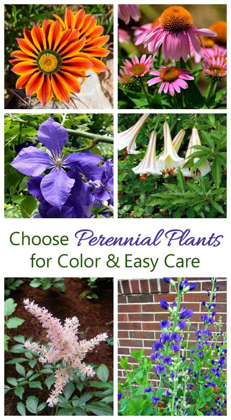 Growing Perennials How To Grow Perennial Plants The Gardening Cook