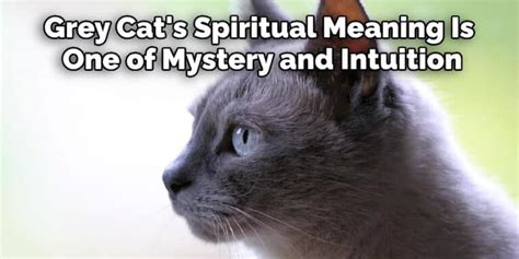 Grey Cat Spiritual Meaning Symbolism And Totem Explained