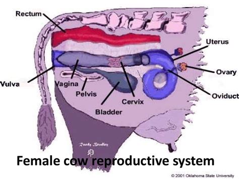 Animal Reproduction