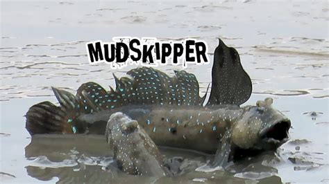 Mudskippers The Fish That Walk Breathe On Land And Jumping Youtube
