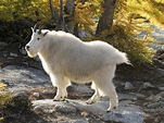Mountain Goat | Nickelodeon Animals Wiki | Fandom