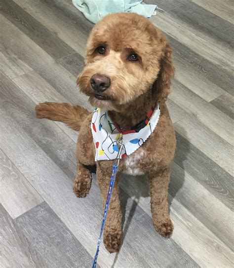 Gallery | Deb’s Diamond Pet Parlor