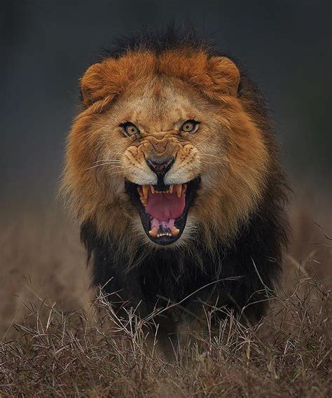 Stunning Yet Super Scary Lion Photo Photography From 500px