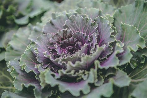 Ornamental Flowering Cabbage Or Kale Petitti Garden Centers