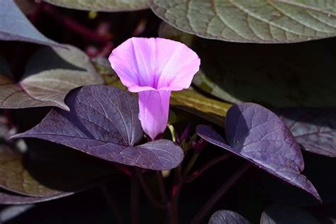 Sweet Potato Vine Ipomoea Batatas Sweet Caroline Sweetheart Purple