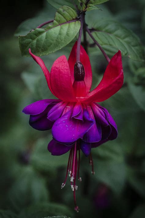 Fuschia Flower Photograph By Chad Sedam