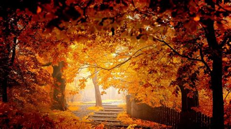 Autumn Landscape Golden Nature Wallpaper Photography