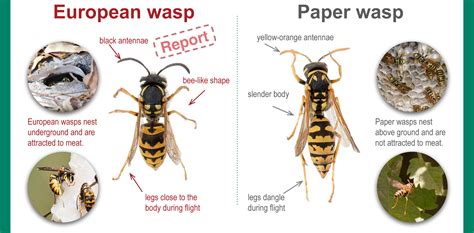 European Wasp Identification Guide Agriculture And Food