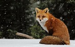 fox, Winter Wallpapers HD / Desktop and Mobile Backgrounds