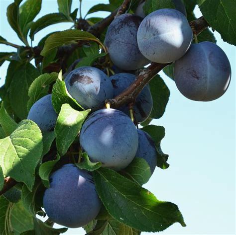 What Is The Most Disease Resistant Plum Tree For Your Orchard