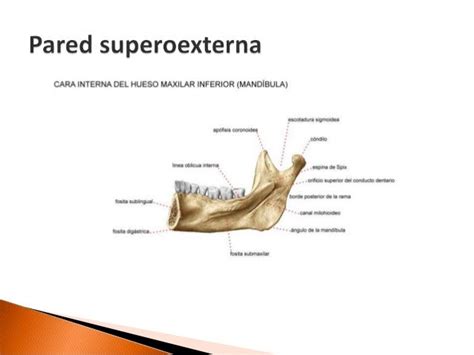 Glándula Submaxilar Y Glándula Sublingual