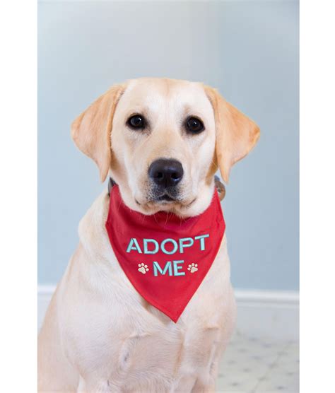 Dog In Adopt Me | ubicaciondepersonas.cdmx.gob.mx