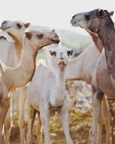 Apache camel is an open source integration framework that empowers you to quickly and easily integrate various systems consuming or producing data. Pin on Animals