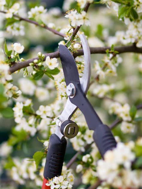 Pears fruit on the little flowering spurs, just like apples, but they also fruit on the tip of one year old laterals, and so when pruning reduce the terminal and leave these to produce fruit for next year. How To Prune Trees • When To Prune Trees • The Garden Glove