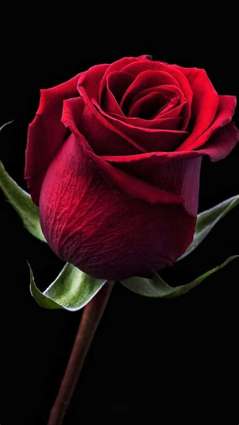 Free Download Beautiful Red Roses Flowers Iphone Wallpaper 08 576x1024