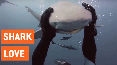 Scuba Diver And Shark Are Best Friends Shark Love Youtube