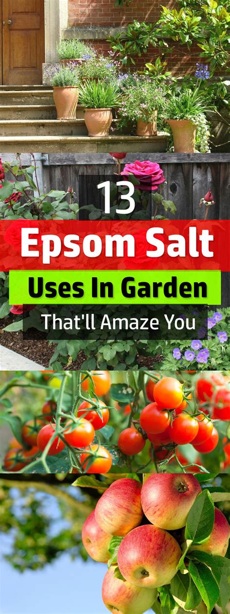 How do you get a christmas cactus to bloom? 13 Epsom Salt Uses In Garden That'll Amaze You | Balcony ...