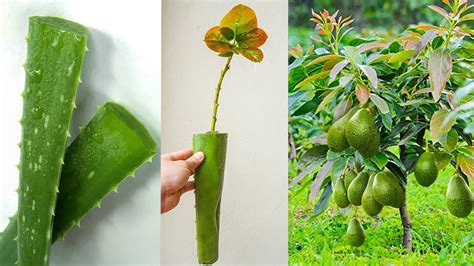 Grow Avocado From Cuttings Using Natural Rooting Hormone Aloe Vera