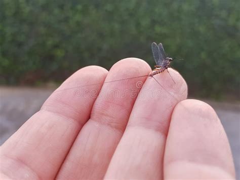 An Ephemeral Fly Perched On The Fingers Of One Hand Before Taking