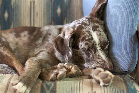 Sleeping Cute Canine Free Stock Photo Public Domain Pictures