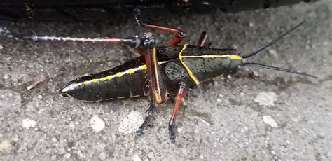 Check spelling or type a new query. Lubber Grasshopper Control - Earth's Best Natural Pest ...
