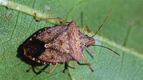 Stink Bugs On The Rise In Homes In Washington State Growing Produce