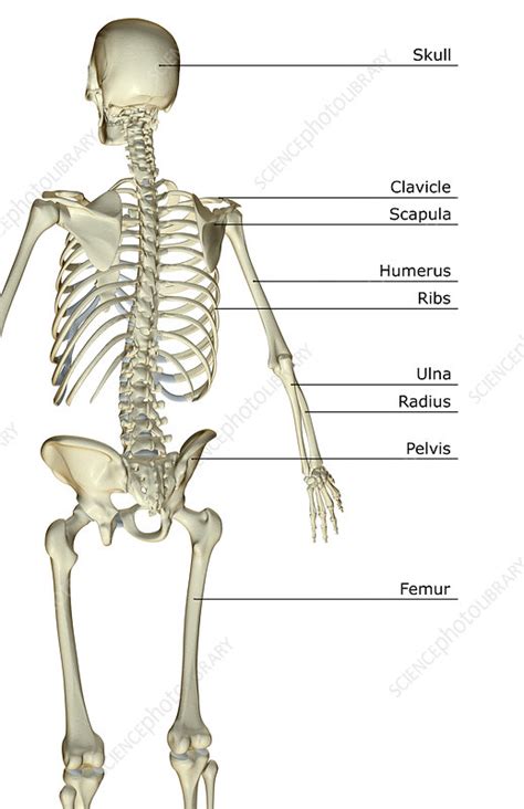 We did not find results for: The bones of the upper body - Stock Image - F001/6212 - Science Photo Library