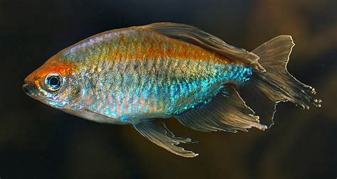 6 Large Congo Tetras Trins Tropical Fish