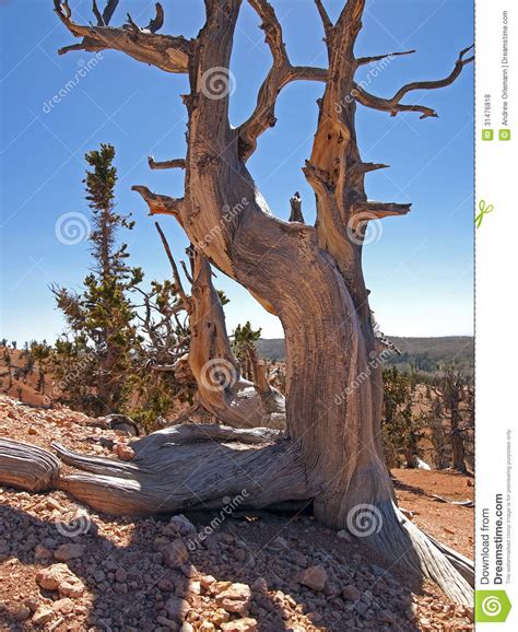 Rocky Mountain Bristlecone Stock Photo Image Of Tree 31476818