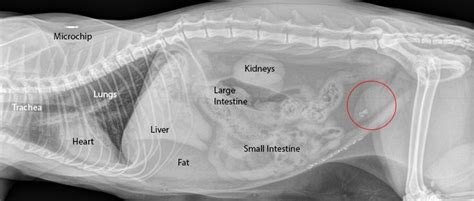 Learn How To Interpret Cat Radiographs X Rays Long Beach Animal