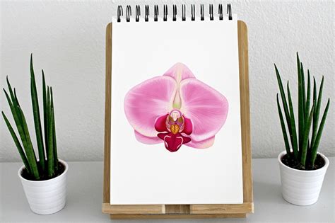 How To Draw An Orchid A Step By Step Orchid Drawing Tutorial