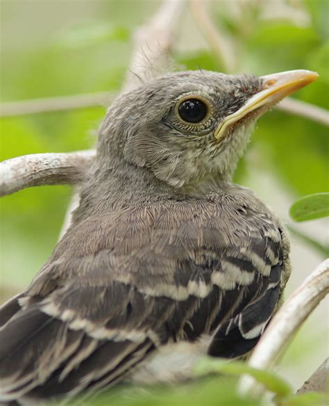 Mockingbird Fledgling First Out In The Neighborhood And V Flickr