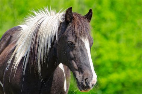 Horse Free Stock Photo Public Domain Pictures