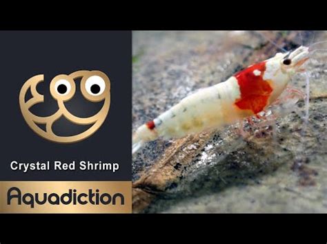 Crystal Red Shrimp Caridina Cantonensis Shrimp Profile Care Guide