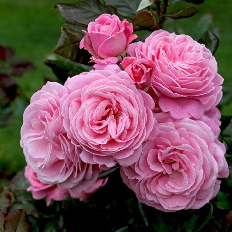 rose summer romance pbr bush form hello hello plants and garden supplies