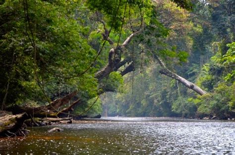 Taman negara national park is the perfect place if you love rainforest and outdoor activities. The oldest Rainforest on Earth Taman Negara National Park ...