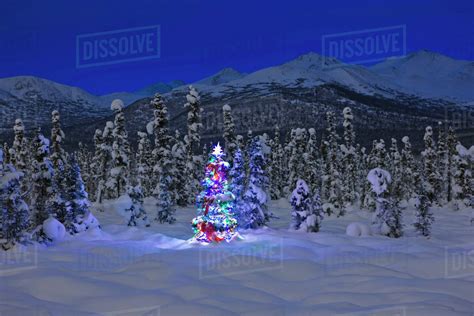 Christmas Tree With Multicolored Lights Standing On Snow