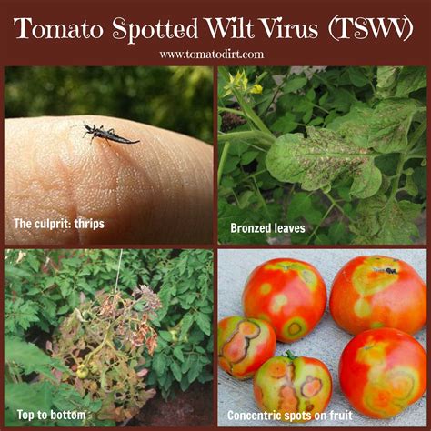 Tomato Diseases Picture Identification