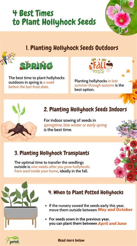 When To Plant Hollyhock Seeds And How