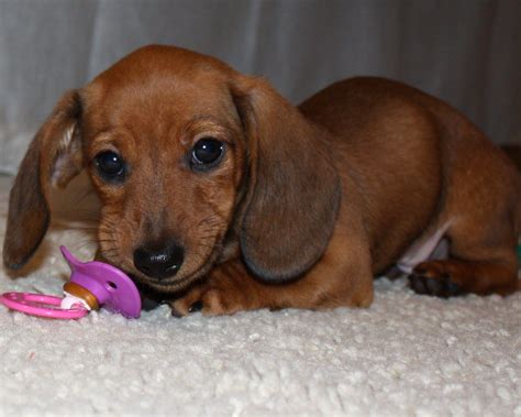 73 Baby Teacup Dachshund Image Bleumoonproductions
