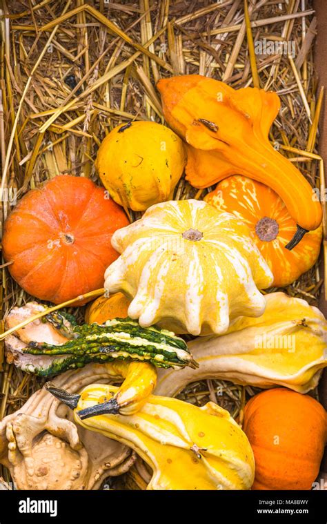 Odd Shaped Pumpkin Hi Res Stock Photography And Images Alamy