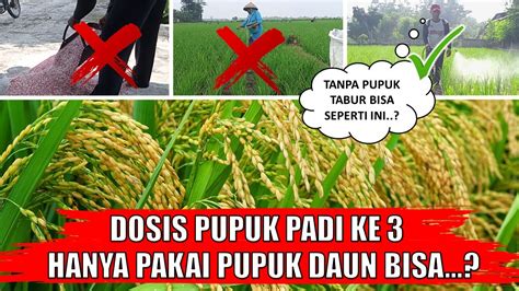 Dosis Pupuk Tanaman Padi Ke Pupuk Terkahir Tanaman Padi Pupuk