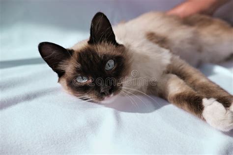 Cute Balinese Cat Laying And Looking At Viewer Stock Image Image Of