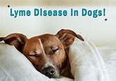 5 Clinical Symptoms Of Lyme Disease In Dogs - CanadaPetCare Blog