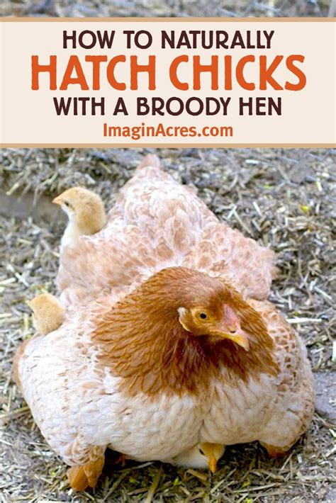 Letting A Broody Hen Incubate Eggs And Hatch Chicks Naturally Has Many