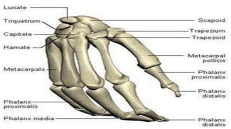 Contoh Tulang Pendek Dalam Anatomi Manusia Dan Pembelajaran