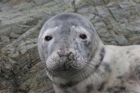 Grey Seal Pup Photo Wp08837