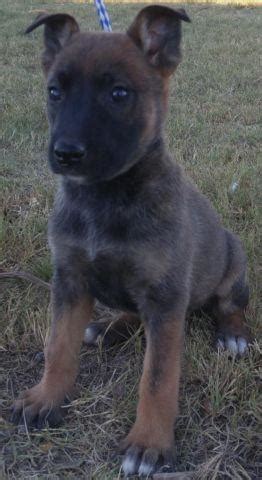 Thank you for the great response, all of our june puppies have been sold. German Shepherd/Belgian Malinois/Dutch Shepherd cross ...